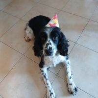 Chienne non lof a donner #6