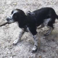 Chienne non lof a donner #8