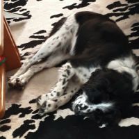Chienne non lof a donner #9