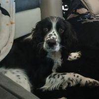 Chienne non lof a donner #10