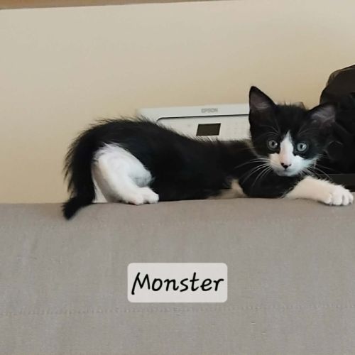 Chaton monster #0
