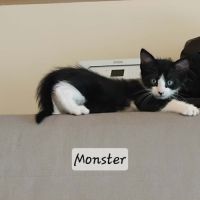 Chaton monster