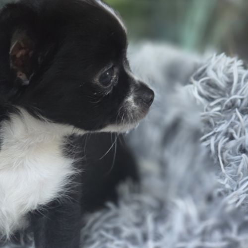 Chiot chihuahua #1