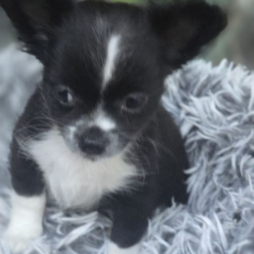 Chiot chihuahua #2