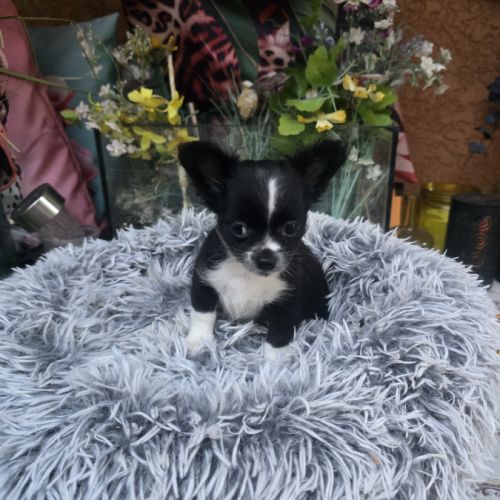 Chiot chihuahua #3