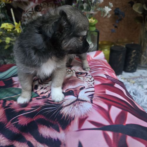 Chiot chihuahua #6
