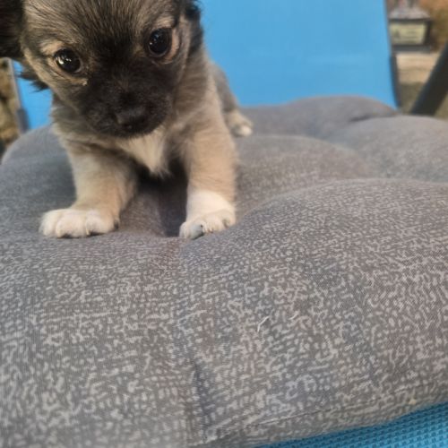 Chiot chihuahua #7