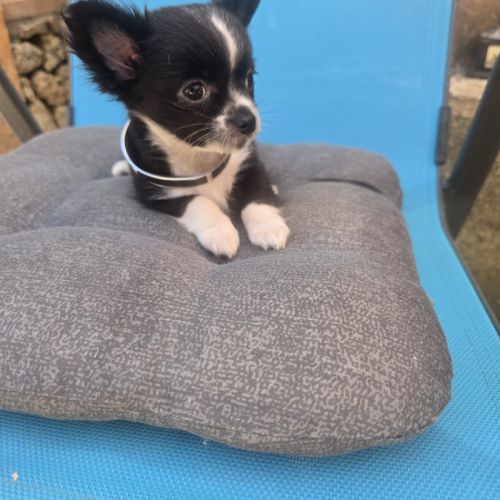Chiot chihuahua #0