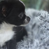 Chiot chihuahua #1