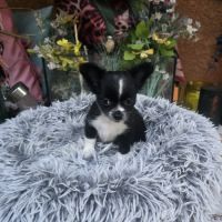 Chiot chihuahua #3