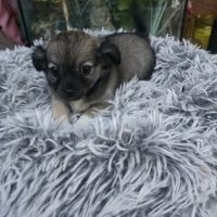 Chiot chihuahua #4