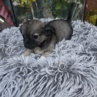 Chiot chihuahua #5