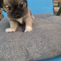 Chiot chihuahua #7