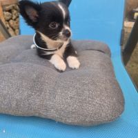 Chiot chihuahua