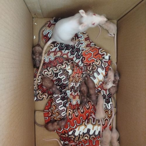Bébé rats nu #1