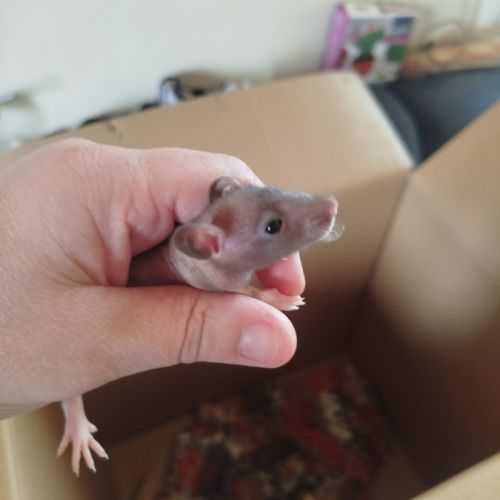 Bébé rats nu
