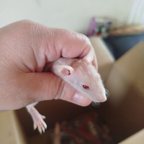 Bébé rats nu #3