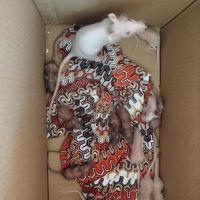 Bébé rats nu #1