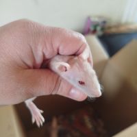 Bébé rats nu #3