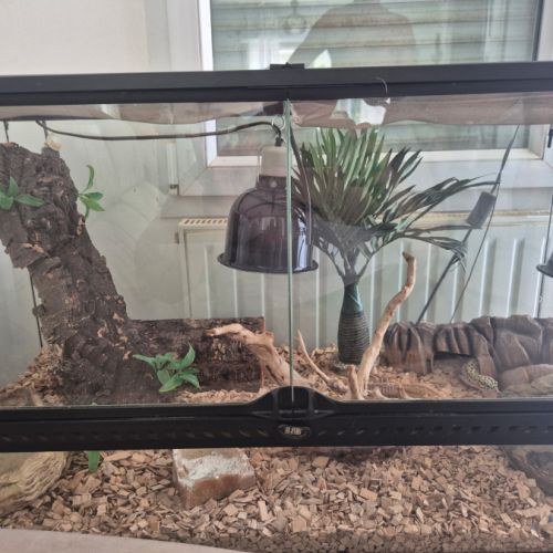 Gecko leopards #3