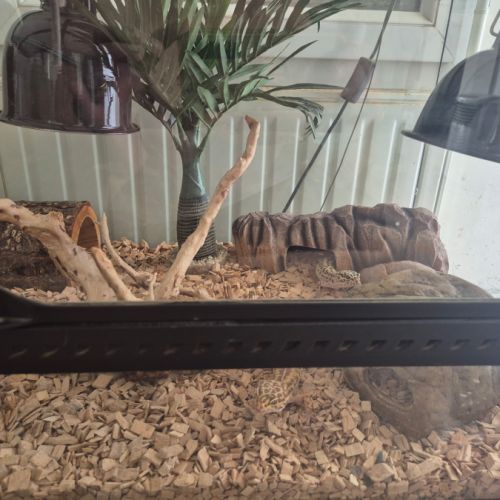 Gecko leopards