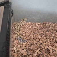 Gecko leopards #1