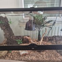 Gecko leopards #3