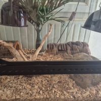 Gecko leopards #0
