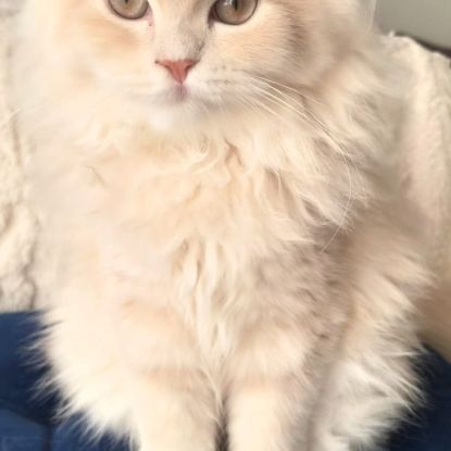 Adorable chaton persan