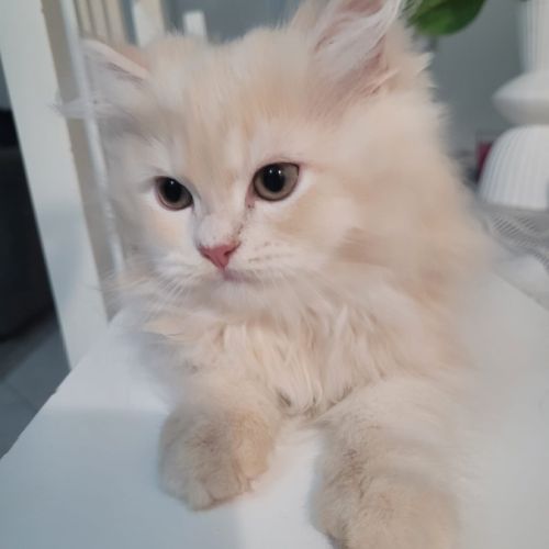 Adorables chatons persans #1