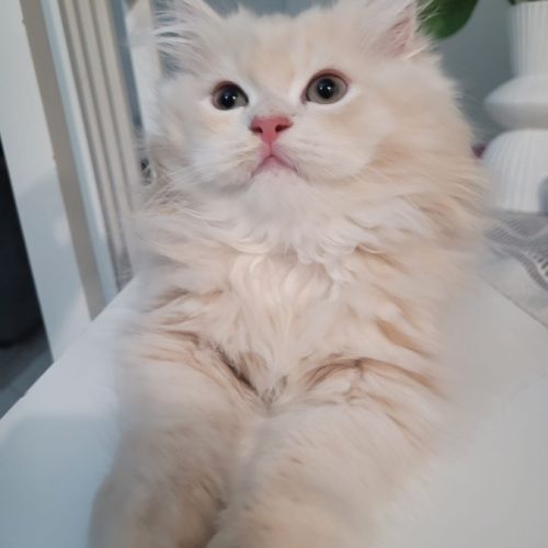 Adorables chatons persans #2