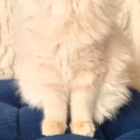 Adorable chaton persan #1