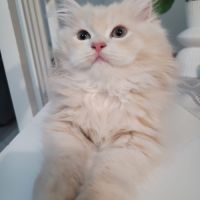 Adorables chatons persans #2