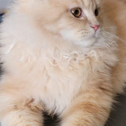 Magnifiques chatons persans #0