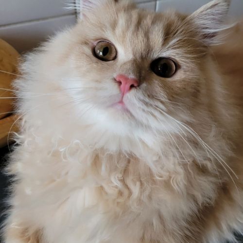 Magnifiques chatons persans #1
