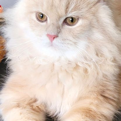 Magnifiques chatons persans