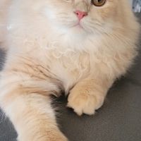 Magnifiques chatons persans #1