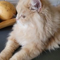 Magnifiques chatons persans #2