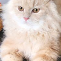 Magnifiques chatons persans