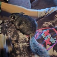Chinchilla