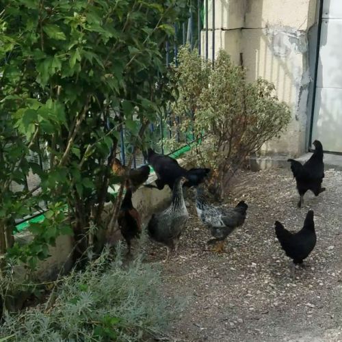 Jeunes coqs