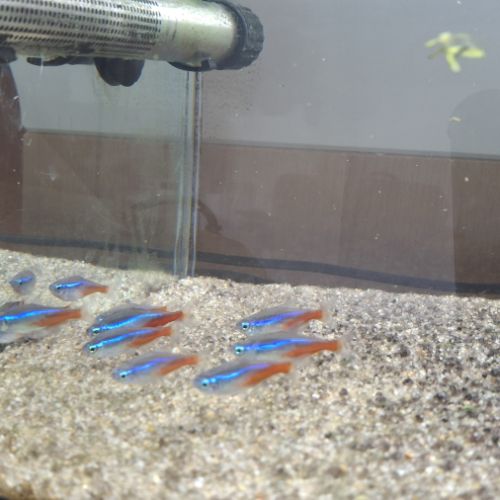 Aquarium ciano 80 en eau + poisson #1