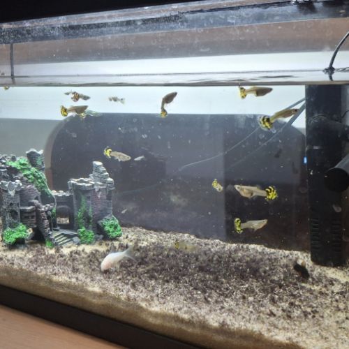 Aquarium ciano 80 en eau + poisson