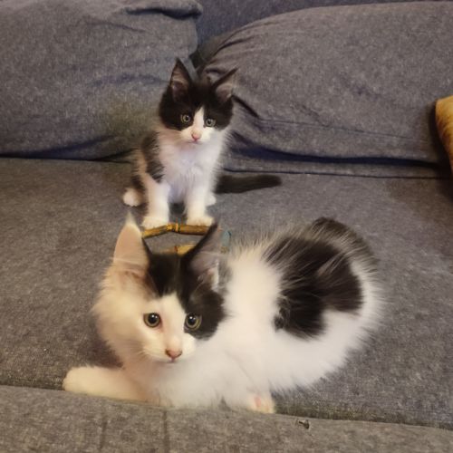 4 chatons maine coon noir et blanc loof