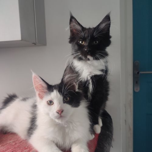 4 chatons maine coon noir et blanc loof #2