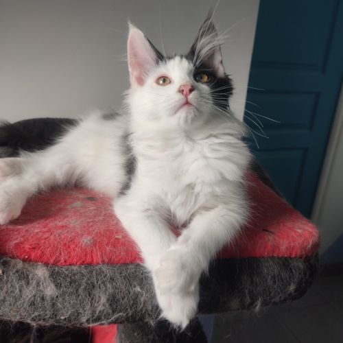 4 chatons maine coon noir et blanc loof #3