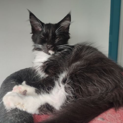 4 chatons maine coon noir et blanc loof #6
