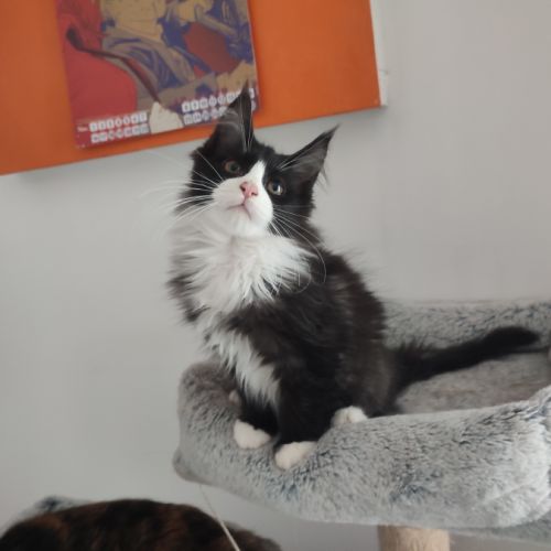 4 chatons maine coon noir et blanc loof