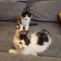 4 chatons maine coon noir et blanc loof