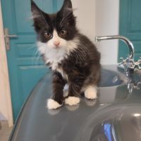 4 chatons maine coon noir et blanc loof #1